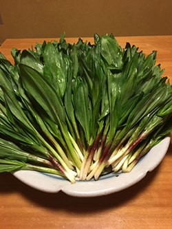 行者にんにくが届きました 小料理一久 鹿児島市の日本料理 行者にんにくが届きました 小料理一久 鹿児島市の日本料理