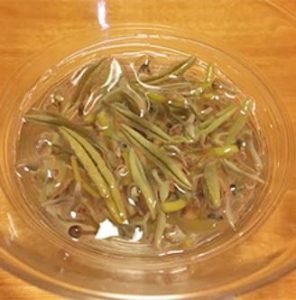 ~初夏の風物詩、秋田のじゅんさい! ~
